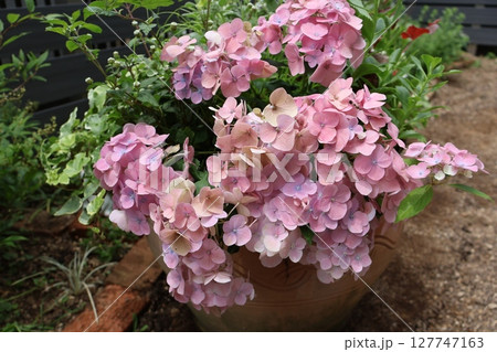 紫陽花ラグランジアオーロランジュの寄せ植え 127747163
