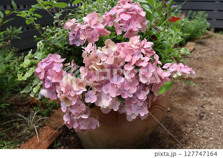 紫陽花ラグランジアオーロランジュの寄せ植え 127747164