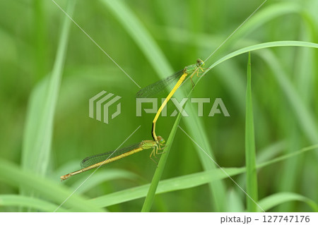 キイトトンボ（黄糸蜻蛉）の雌雄 127747176