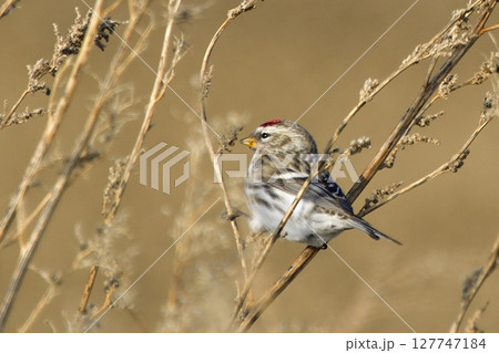 ヨモギに止まるベニヒワ 127747184