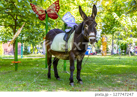Donkey with saddle in the green park in Brest Belarus. Donkey with saddle in the green park in Brest Belarus. 127747247