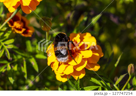 Bee bumblebee collects nectar from yellow flower blossom Brest Belarus. Bee bumblebee collects nectar from yellow flower blossom Brest Belarus. 127747254