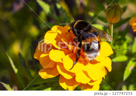 Bee bumblebee collects nectar from yellow flower blossom Brest Belarus. Bee bumblebee collects nectar from yellow flower blossom Brest Belarus. 127747255