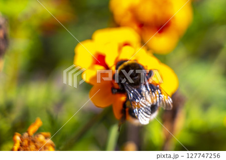 Bee bumblebee collects nectar from yellow flower blossom Brest Belarus. 127747256