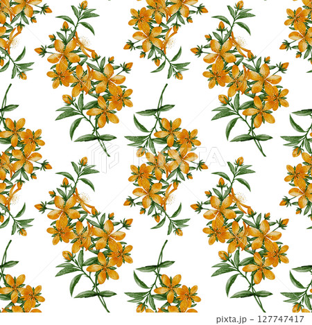 Seamless pattern with St. Johns wort flowers 127747417