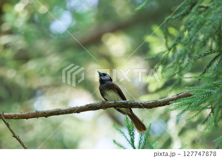 サンコウチョウ 127747878