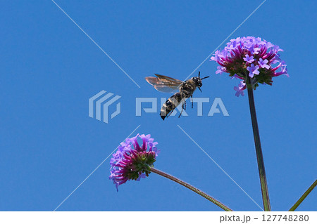 蜜を求め飛ぶハチ 127748280