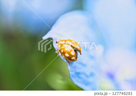 青い花ににとまるテントウムシ 127748281