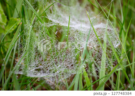 Spider Web Covered in Morning Dew Among Grass Blades in a Natural Meadow Spider Web Covered in Morning Dew Among Grass Blades in a Natural Meadow 127748384