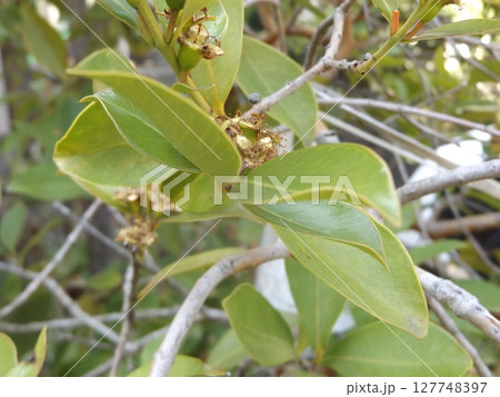 沢山咲いたトロピカルフルーツのヒメグァバの花が実に変わる所 沢山咲いたトロピカルフルーツのヒメグァバの花が実に変わる所 127748397
