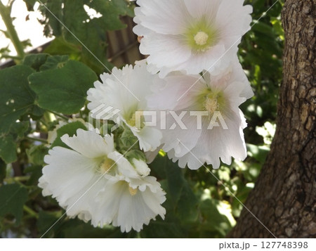 綺麗な白色のタチアオイの花 127748398