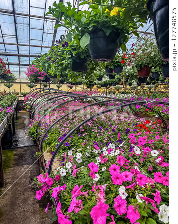 Colorful blooming petunias in curved rows and hanging pots flower greenhouse. High quality photo Colorful blooming petunias in curved rows and hanging pots flower greenhouse. High quality photo 127748575