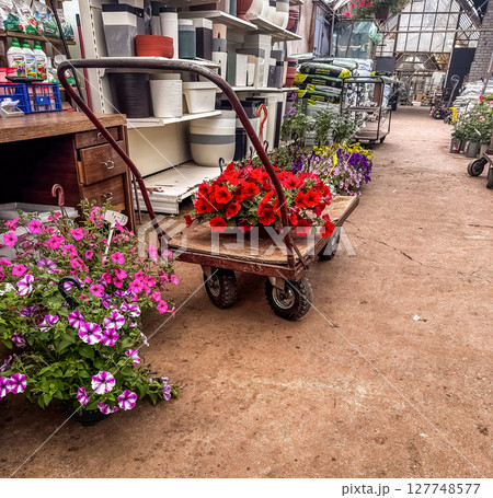 Red petunia basket on vintage wooden cart in flower shop outdoor garden center. High quality photo Red petunia basket on vintage wooden cart in flower shop outdoor garden center. High quality photo 127748577