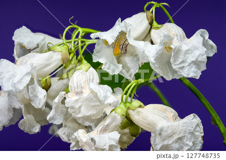 Catalpa Speciosa White Flowers Popping Against Vibrant Purple Catalpa Speciosa White Flowers Popping Against Vibrant Purple 127748735