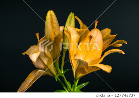 Bright Yellow Lilies and Buds on a Dark Background Bright Yellow Lilies and Buds on a Dark Background 127748737