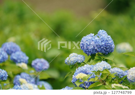 青い紫陽花 127748799