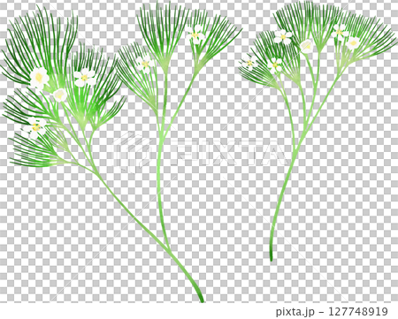 梅花藻のイラスト素材 127748919