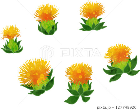 紅花のイラスト素材 紅花のイラスト素材 127748920