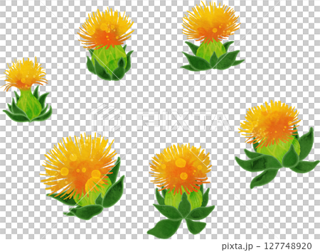 紅花のイラスト素材 紅花のイラスト素材 127748920