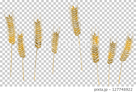 Wheat illustration material 127748922