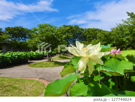 ハスが咲きました！ 127749024