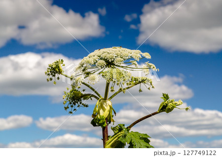 Heracleum Sosnowskyi contain the intense toxic allergen furanocoumarin Heracleum Sosnowskyi contain the intense toxic allergen furanocoumarin 127749122