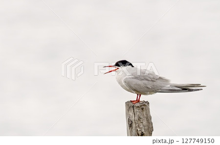 Common Tern (Sterna hirundo), Greece Common Tern (Sterna hirundo), Greece 127749150