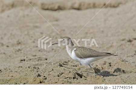 Common Sandpiper (Actitis hypoleucos) Crete, Greece  127749154