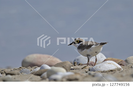 Little Ringed Plover - Charadrius dubius, Greece Little Ringed Plover - Charadrius dubius, Greece 127749156