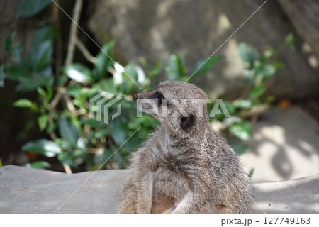 愛らしい姿のミーアキャット 127749163