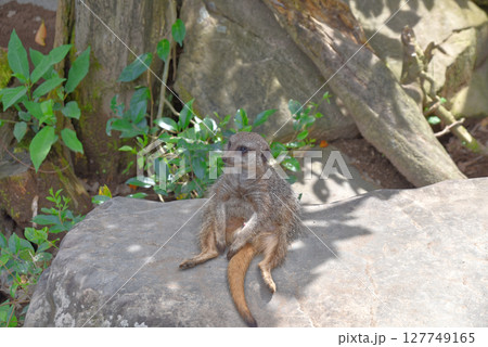 愛らしい姿のミーアキャット 127749165