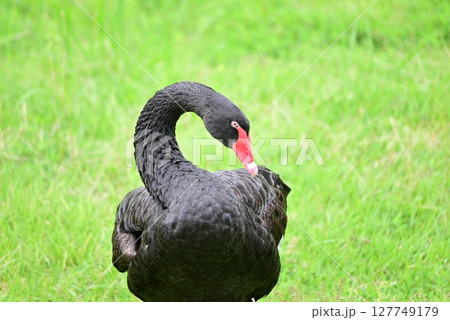 オーストラリアの鳥　コクチョウ 127749179