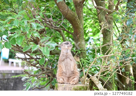 愛らしい姿のミーアキャット 愛らしい姿のミーアキャット 127749182