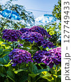 紫陽花 127749433