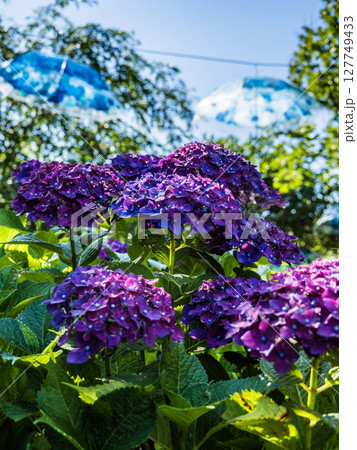 紫陽花 127749433