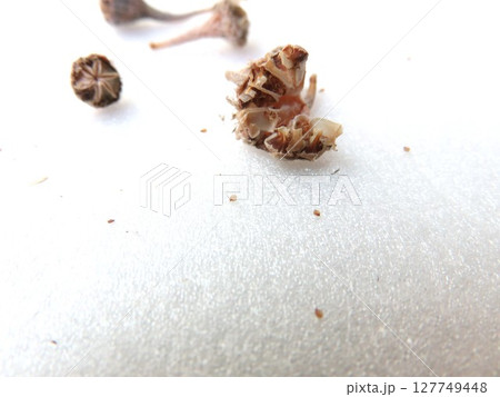 デンサム　シードポット 127749448