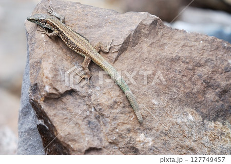 Madeira Wall Lizard (Teira dugesii), Portugal Madeira Wall Lizard (Teira dugesii), Portugal 127749457