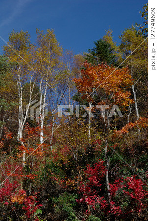 Autumn in Shigakogen / カラフルな色どりの志賀高原，錦秋の紅葉をまとった山肌 127749609