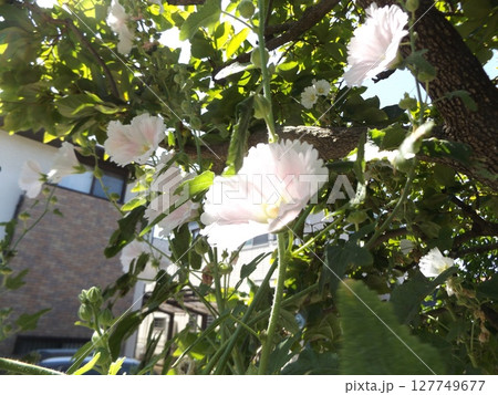 綺麗な白色のタチアオイの花 綺麗な白色のタチアオイの花 127749677