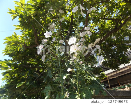 綺麗な白色のタチアオイの花 127749678
