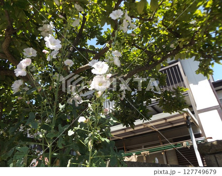 綺麗な白色のタチアオイの花 127749679