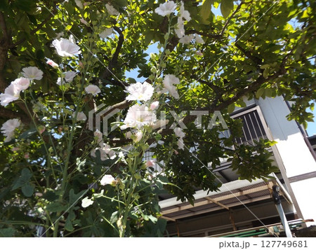 綺麗な白色のタチアオイの花 127749681