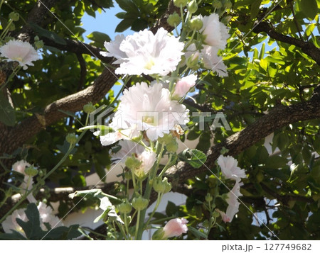 綺麗な白色のタチアオイの花 127749682