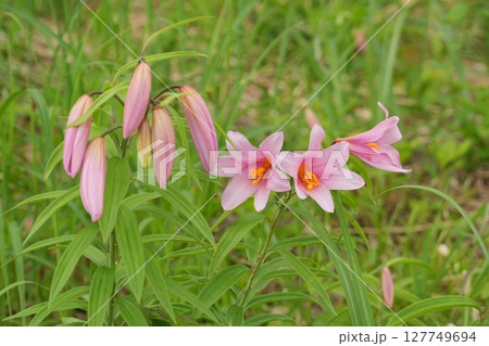 南会津町高清水自然公園ひめさゆり群生地に咲くヒメサユリの花とつぼみ Ver2 南会津町高清水自然公園ひめさゆり群生地に咲くヒメサユリの花とつぼみ Ver2 127749694