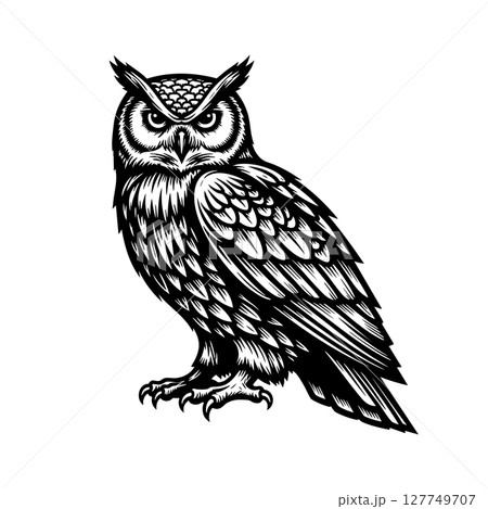 Vector of majestic owl stands poised, its gaze piercing and wise, captured in intricate detail. Bird. 127749707