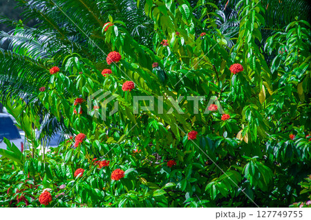 アカバナサンタンカ 127749755