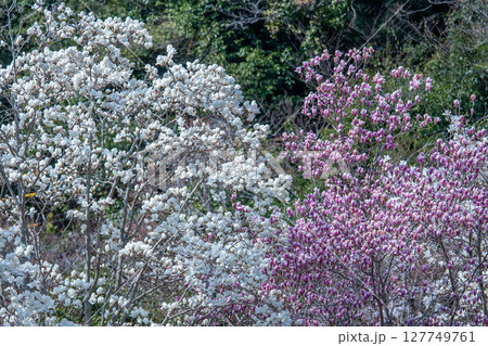 ハクモクレンとモクレン ハクモクレンとモクレン 127749761