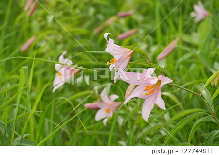 福島県高清水自然公園ひめさゆり群生地に咲くひめさゆりの花 Ver1 福島県高清水自然公園ひめさゆり群生地に咲くひめさゆりの花 Ver1 127749811