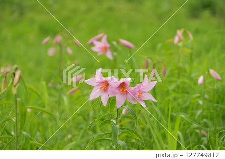 福島県高清水自然公園ひめさゆり群生地に咲くひめさゆりの花　Ver2 127749812