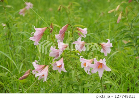 福島県高清水自然公園ひめさゆり群生地に咲くひめさゆりの花　Ver3 127749813